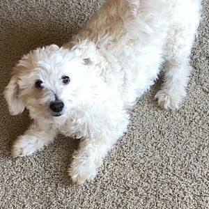 Meet your Posher, Alex